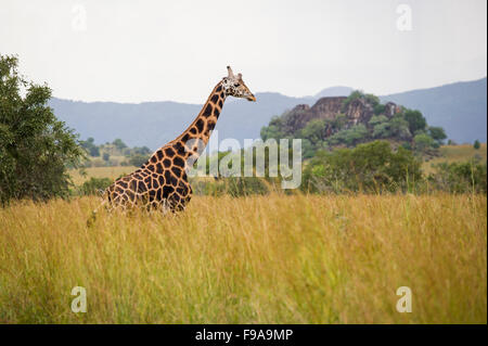 Rothschild-Giraffen (Giraffa Plancius Rothschildi), Kidepo Valley Nationalpark, Uganda Stockfoto