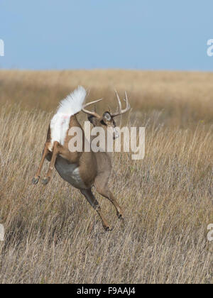 Eine laufende Whitetail Deer in North Dakota Stockfoto