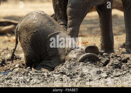 Baby-Elefant mit einem Schlammbad, Mana Pools, Simbabwe Stockfoto