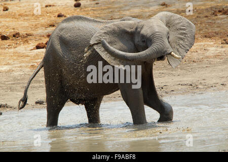 Afrikanischer Elefant mit einem Schlammbad, Mana Pools, Simbabwe Stockfoto