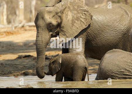 Afrikanische Elefanten haben ein Schlammbad, Mana Pools, Simbabwe Stockfoto