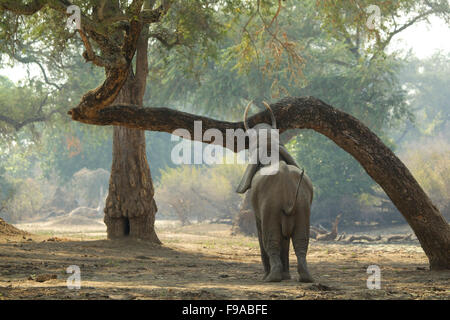 Afrikanischer Elefant kratzt seinen Stamm auf einem Baum, Mana Pools, Simbabwe Stockfoto