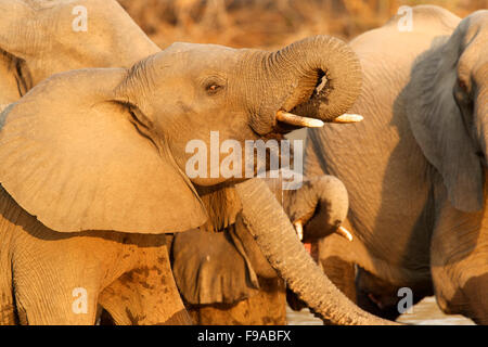Afrikanischer Elefant Trinkwasser, Mana Pools, Simbabwe Stockfoto