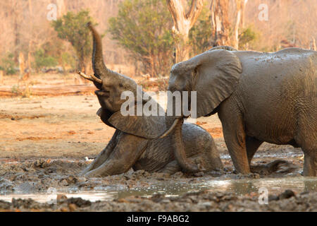 Afrikanische Elefanten haben ein Schlammbad, Mana Pools, Simbabwe Stockfoto