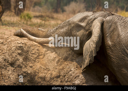 Afrikanische Elefanten haben ein Schlammbad, Mana Pools, Simbabwe Stockfoto