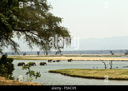 Elefanten überqueren den Sambesi, Simbabwe Stockfoto