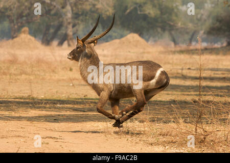 Profilbildnis von ein Wasserbock ausgeführt, Mana Pools, Simbabwe Stockfoto