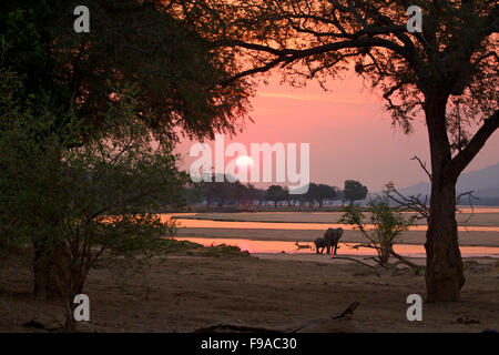 Sonnenuntergang am Mana Pools Nationalpark, Simbabwe Stockfoto