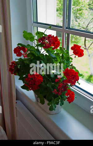 Die roten blühenden Geranien auf der Fensterbank mit Blick auf sonnigen Tag Stockfoto