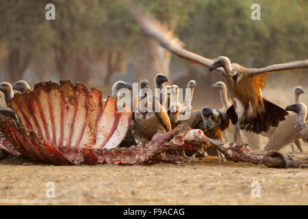 Weiß gesichert Geier Schlemmen auf Resten einer Karkasse, Manavorrat, Simbabwe Stockfoto