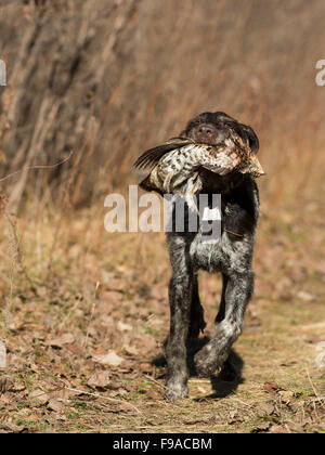 Abrufen einer Ruffed Grouse Jagdhund Stockfoto