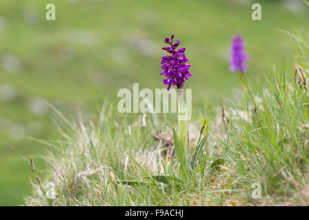 Frühe lila Orchidee Orchis Mascula, Lathkilldale, Derbyshire (Peak District) Stockfoto