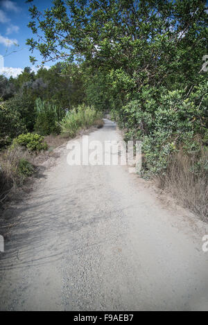 Alte Straße durch dichten Laub am Mittelmeer Insel Ibiza Stockfoto