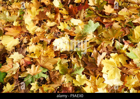 Gefallen goldene Blätter im Herbst von einem Baum Ahornblättrige Platane (Platanus X hispanica). Stockfoto