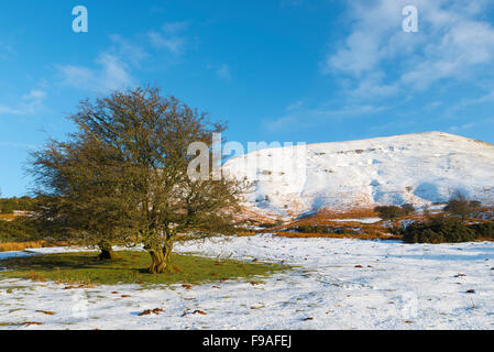 Weißdorn-Baum im winter Stockfoto