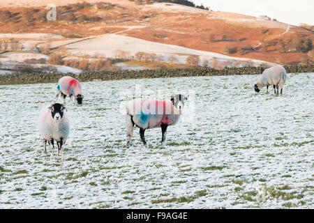 Herdwick Schafe in einem schneebedeckten Feld in Cumbria UK im winter Stockfoto