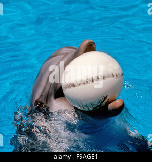 Tümmler, der Gattung Tursiops, dies ist ein Gefangener Delfin in einem marine Park. Stockfoto