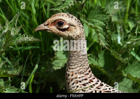 Gemeinsamen Fasan weiblich Stockfoto