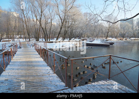 Stehend auf Ponton-Brücke und Blick auf den Fluss mit Enten im winter Stockfoto