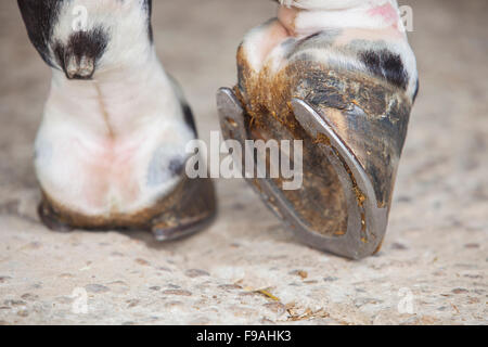 Detailansicht des Pferdes Fuß HUF außerhalb Ställe Stockfoto