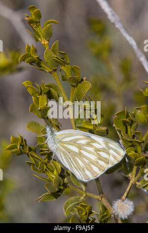 Ein kariertes weiß Schmetterling, Pontia Protodice, Sonnen auf einem Kreosotbusch Stockfoto