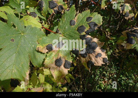 Teer, Spot, Rhytisma Acxerinum, fette schwarze Krankheit Flecken und Nekrose auf ein Ahorn Blatt, Berkshire Stockfoto