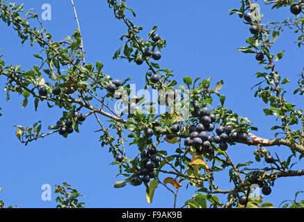 Schlehe, Prunus Spinosa, Schlehen Obst reif und bereit zur Ernte im Herbst, Berkshire, Oktober Stockfoto