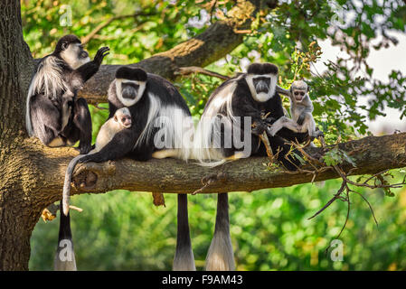 Eine Truppe von Mantled Guereza Affen (Colobus Guereza) spielt mit zwei Neugeborene Stockfoto