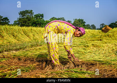 Nepalesische Frau arbeitet in einem Reisfeld bei Sonnenaufgang Stockfoto