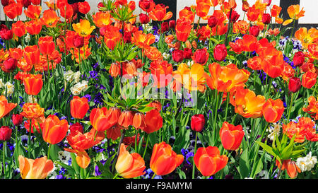 Tulpen (Tulipa SP.), Stiefmütterchen (Viola SP.) und Narzissen (Narcissus SP.) im Blumenbeet, Deutschland Stockfoto