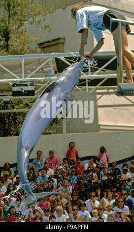 Tümmler, der Gattung Tursiops, dies ist ein Gefangener Delfin in einem marine Park. Stockfoto