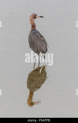 Rötliche Silberreiher (Egretta saniert) im Wasser, Reflexion, Joh "Ding" Darling National Wildlife Refuge, Sanibel Island steht Stockfoto