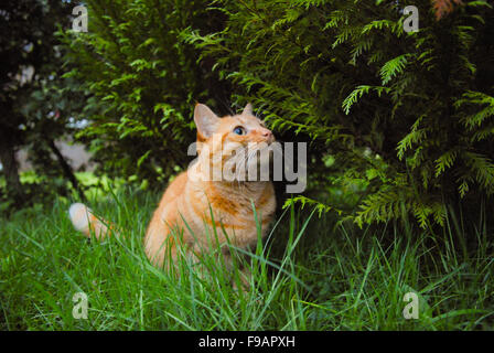 Ingwer Katze Jagd in Rasen in Aberdeenshire, Schottland. Stockfoto