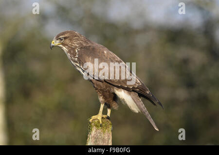 Mäusebussard - Buteo buteo Stockfoto