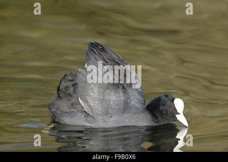 Blässhuhn Fulica atra Stockfoto