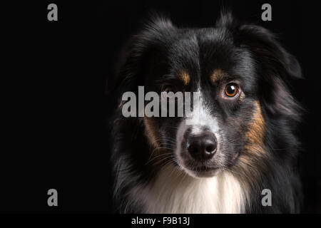 Junge Miniature Australian Shepherd Porträt auf schwarz Stockfoto