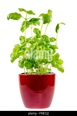 Isolierte frischem Basilikum Pflanze im Blumentopf Stockfoto