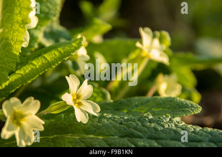 Nahaufnahme von wilden Primeln (Primula Vulgaris) in Bedfordshire Wälder wachsen Stockfoto