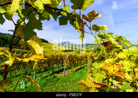 Bunte herbstliche Weinberge des Elsass, Frankreich, landwirtschaftliche Konzept Stockfoto