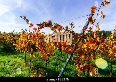 Bunte herbstliche Weinberge des Elsass, Frankreich, landwirtschaftliche Konzept Stockfoto