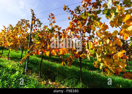 Bunte herbstliche Weinberge des Elsass, Frankreich, landwirtschaftliche Konzept Stockfoto