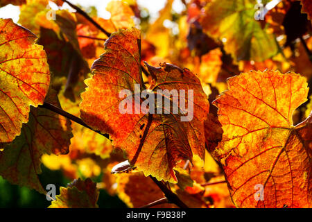 Bunte goldene Blätter der Traube, Elsass, Frankreich Stockfoto