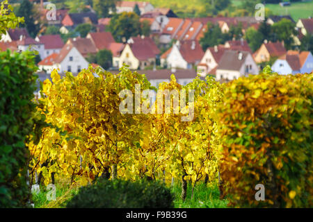 Schöne bunte Weinberge in Alsace Hügeln, Herbst Stockfoto