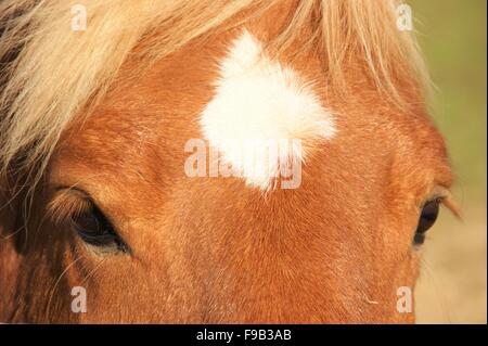 Pferde-Gesicht Stockfoto