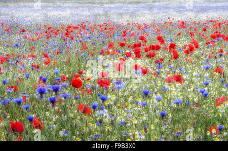 Wildblumenwiese, Kernholz Wald, St Albans Herts.  Fülle von Mohn, Kornblumen und Gänseblümchen kultiviert jeden Sommer. Stockfoto