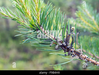 Umrandete weiße Raupen Stockfoto