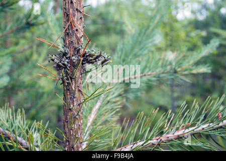 Umrandete weiße Raupen Stockfoto