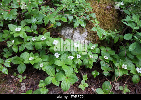 Bunchberry wächst in feuchten Wald Schlucht in Alberta, Kanada Stockfoto