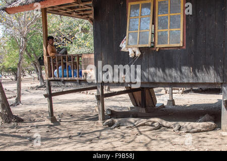 Komodo-Warane (Varanus Komodoensis) schlafend unter Küche Insel Komodo, Indonesien Stockfoto