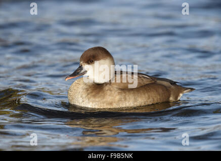 Rot-crested Tafelenten - Netta Rufina - weiblich Stockfoto